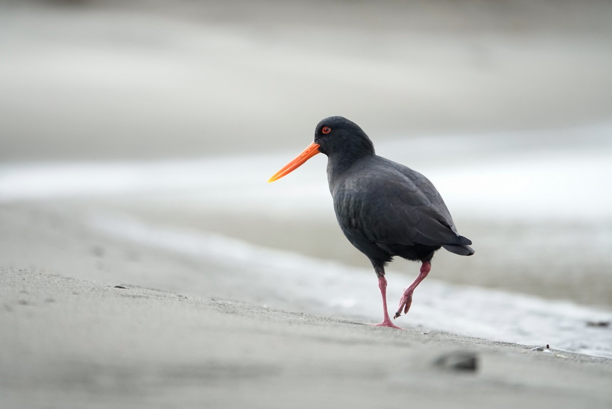 Variable Oystercatcher - ML639619243