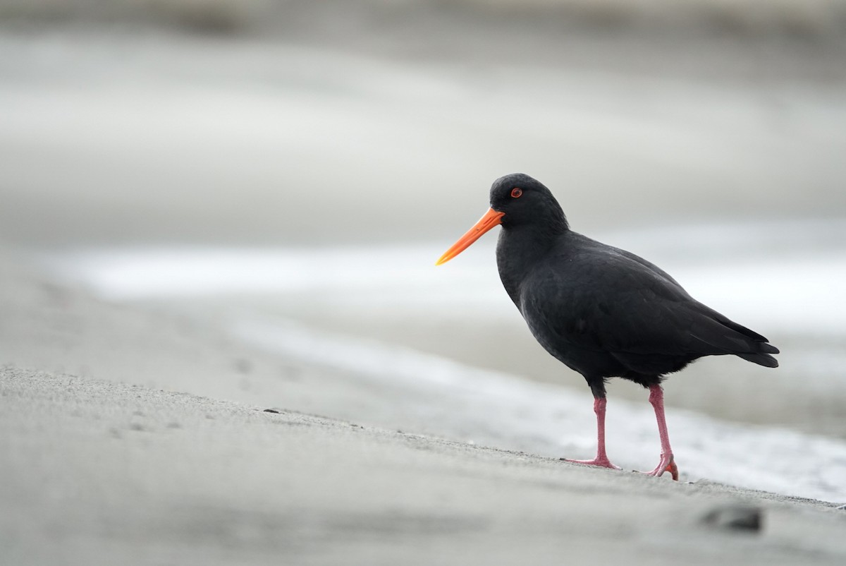 Variable Oystercatcher - ML639619245