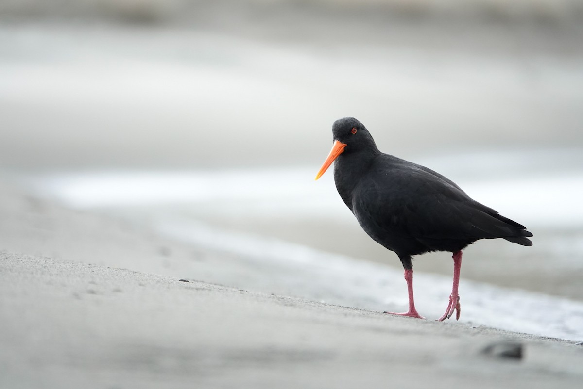 Variable Oystercatcher - ML639619246
