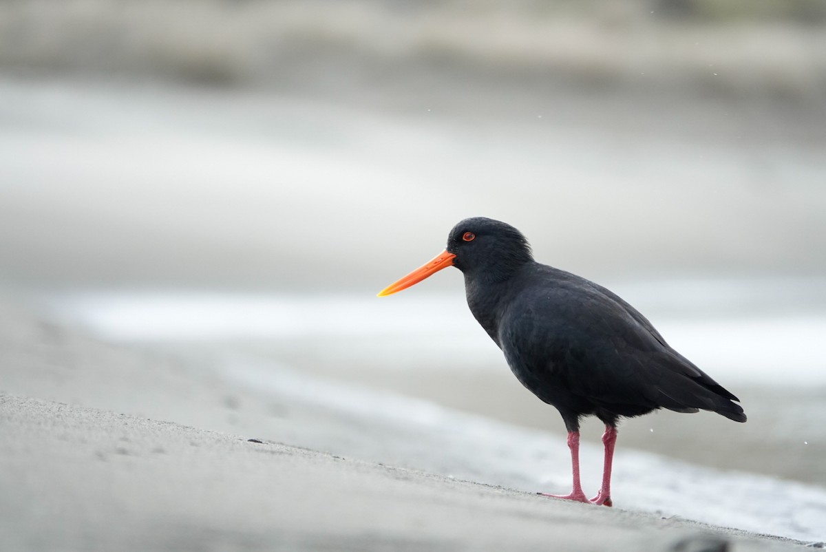Variable Oystercatcher - ML639619247