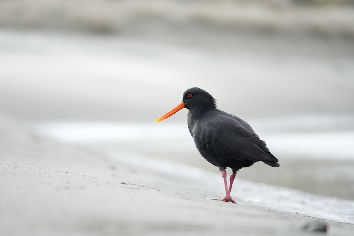 Variable Oystercatcher - ML639619248