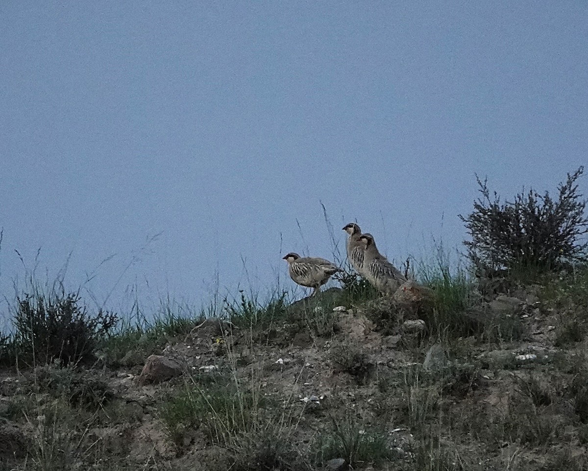 Przevalski's Partridge - ML639619249