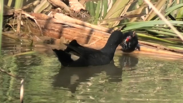Dusky Moorhen - ML639619250