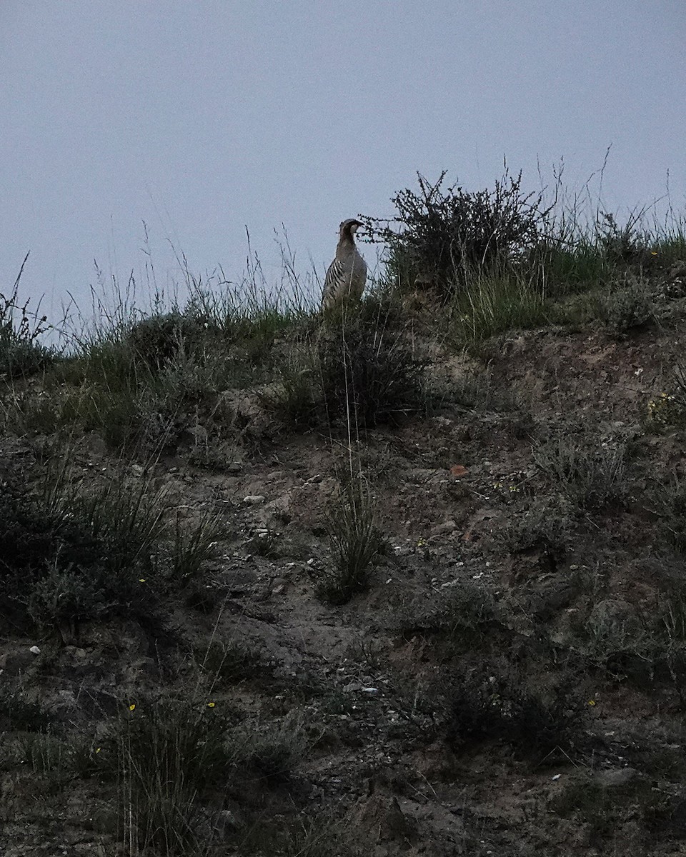 Przevalski's Partridge - ML639619251
