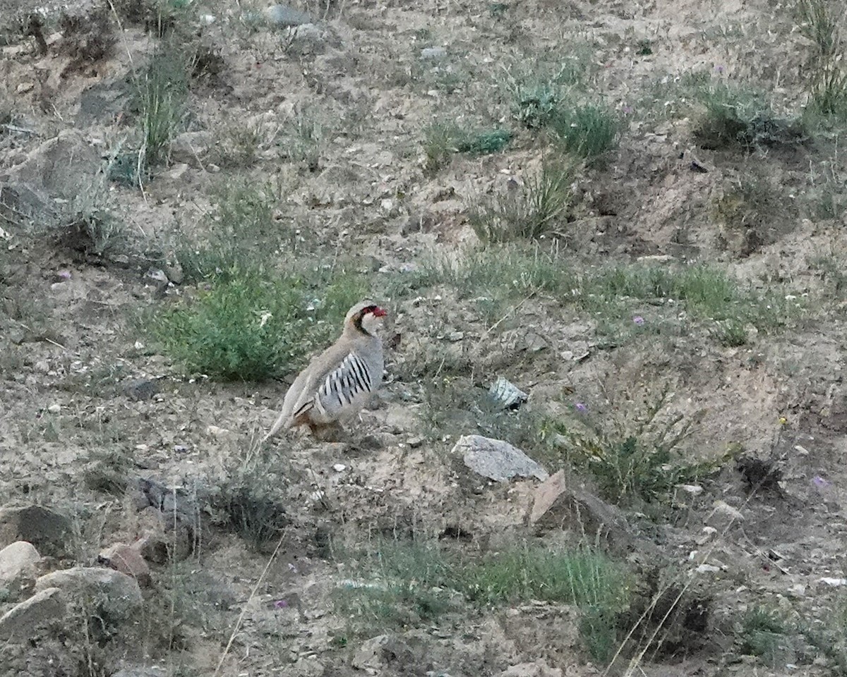 Przevalski's Partridge - ML639619253
