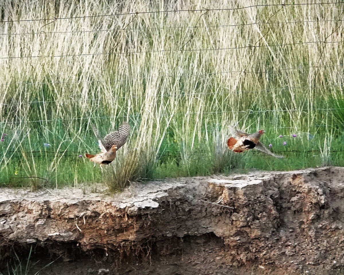 Daurian Partridge - ML639619254