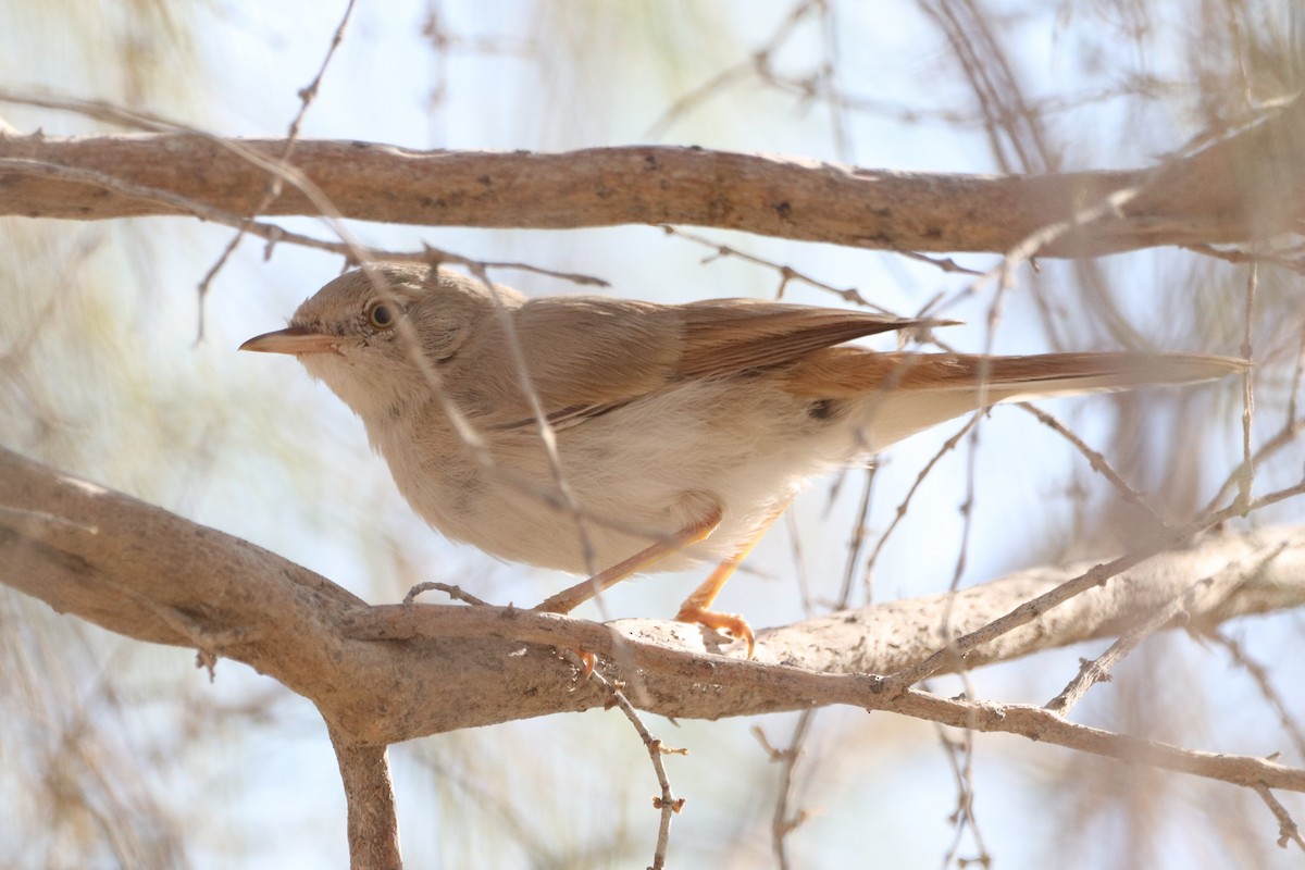 Asian Desert Warbler - ML639619257