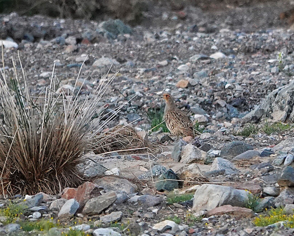 Daurian Partridge - ML639619258