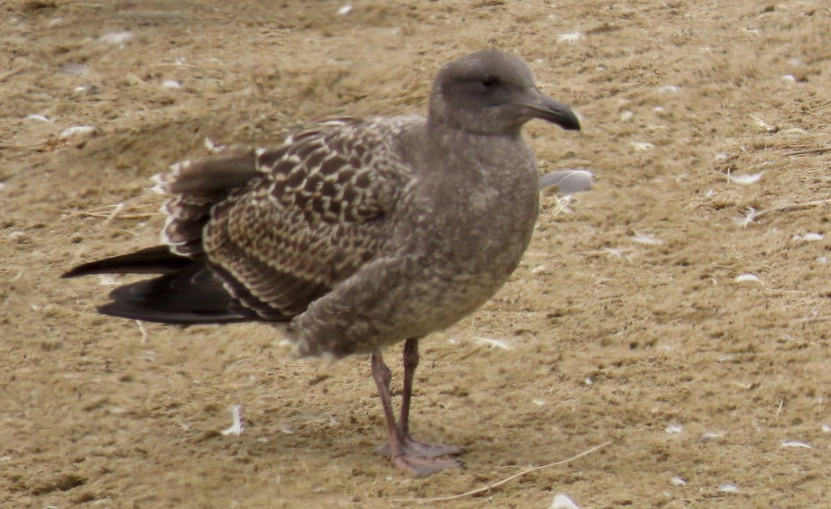 Western Gull - ML639619297