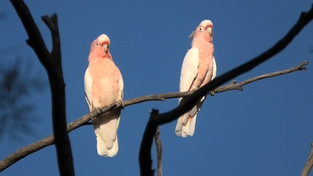 Pink Cockatoo - ML639619320