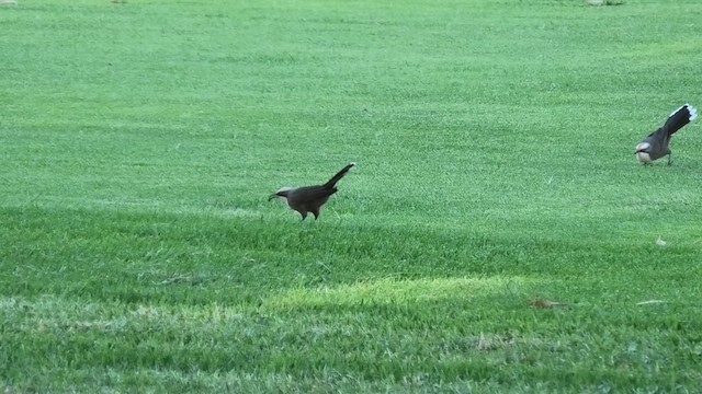 Gray-crowned Babbler - ML639619352