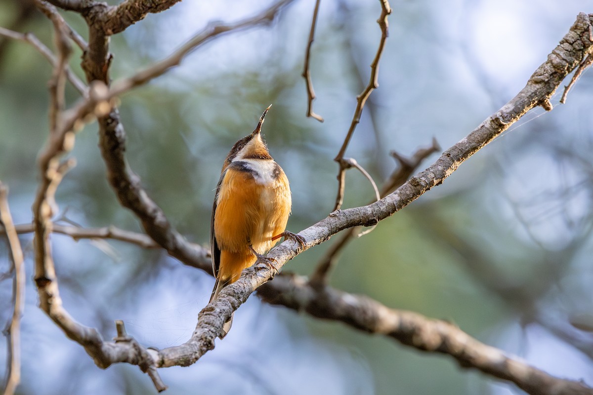 Picoespina Oriental - ML639619499