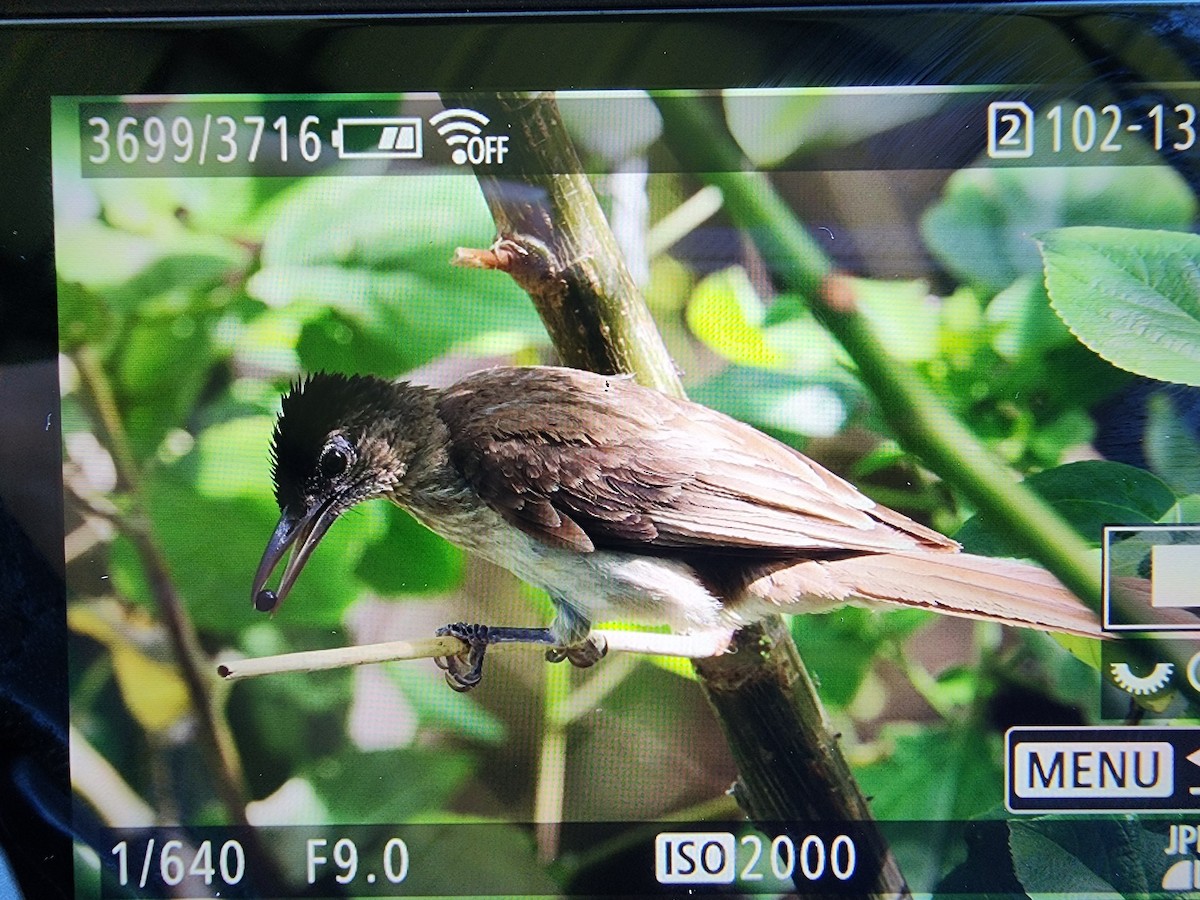 Streak-breasted Bulbul (Siquijor) - ML639619507