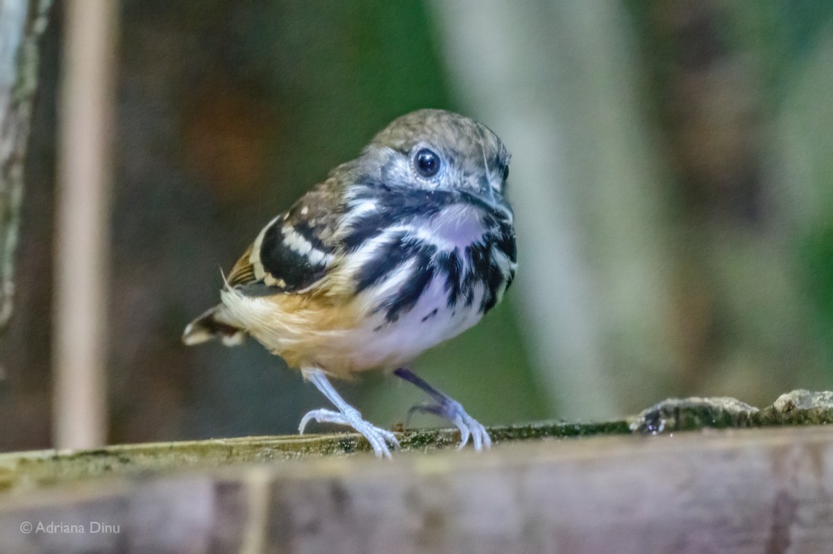 Dot-backed Antbird - ML639619523