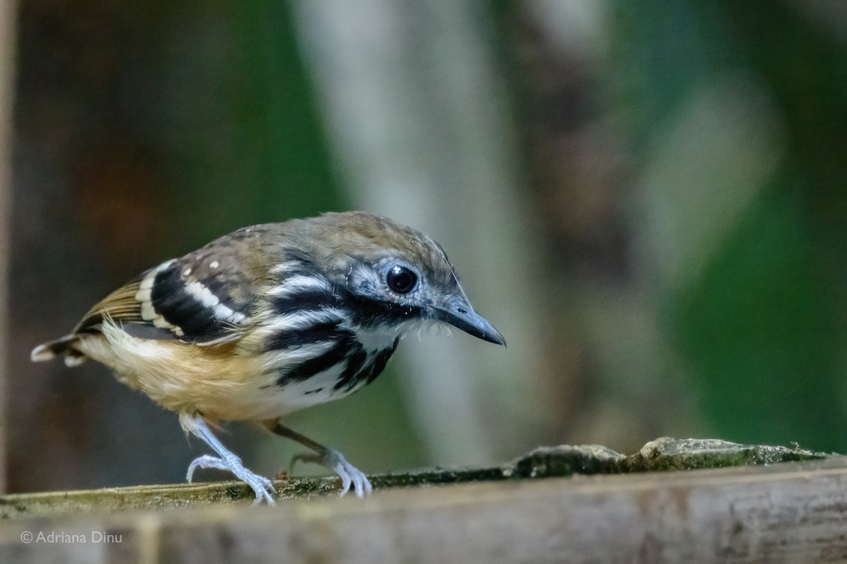 Dot-backed Antbird - ML639619524