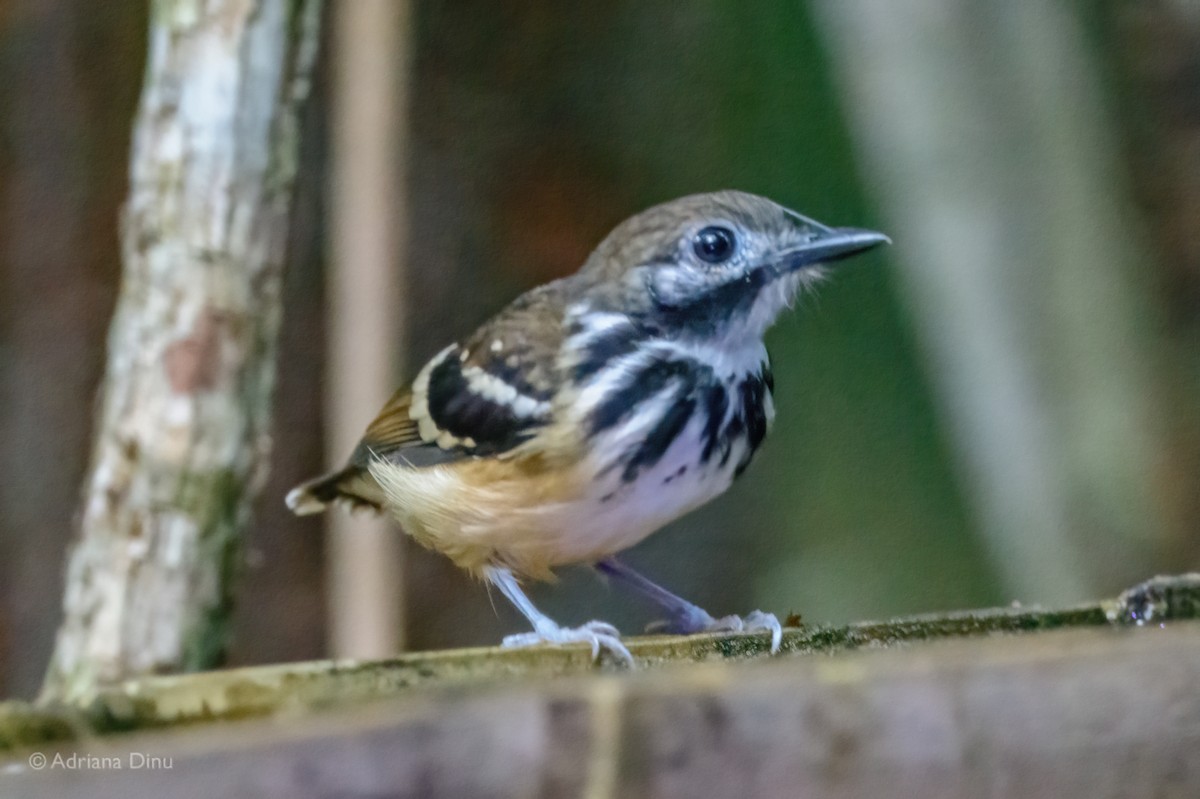 Dot-backed Antbird - ML639619525