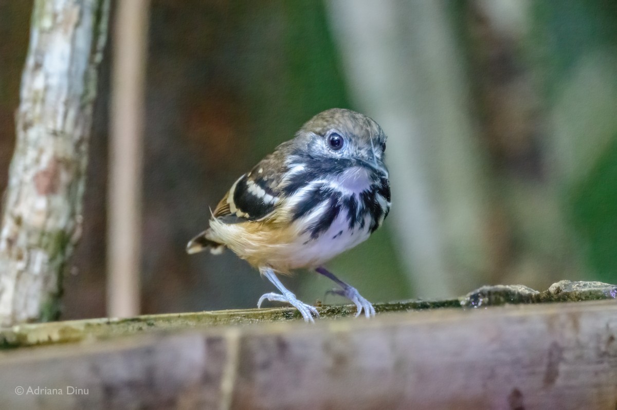 Dot-backed Antbird - ML639619526