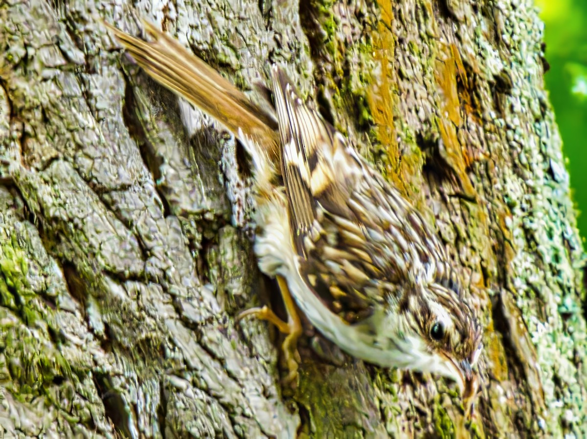 Short-toed Treecreeper - ML639619545