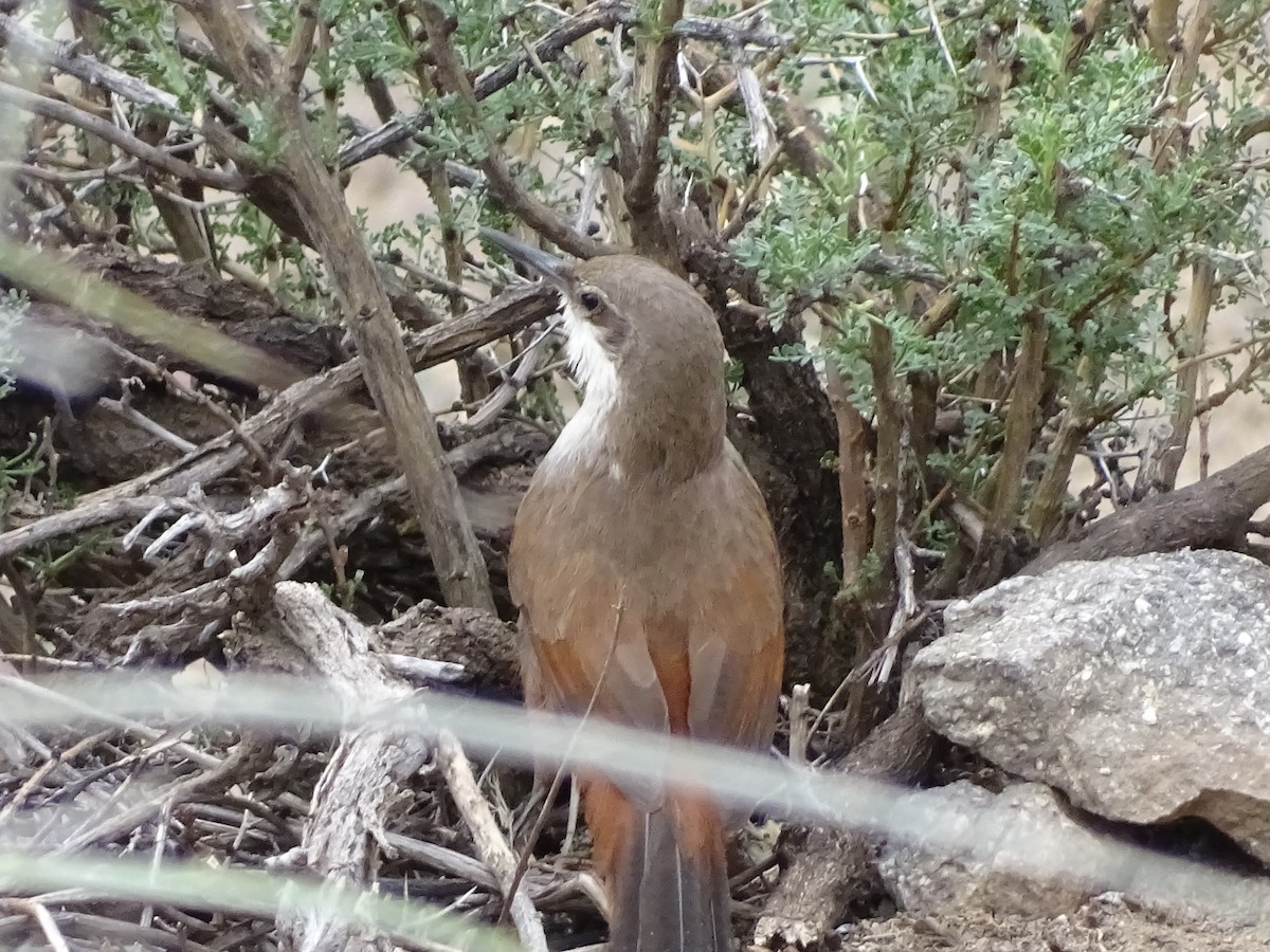 チリーカマドドリ - ML639619566