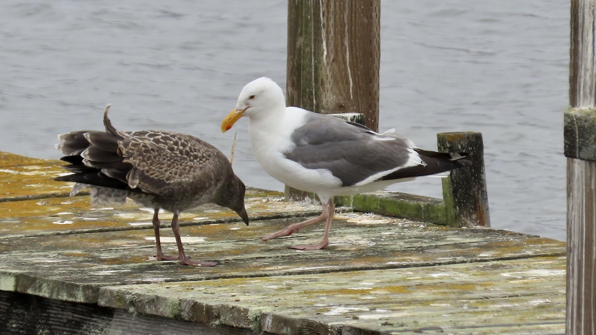 Western Gull - ML639619568