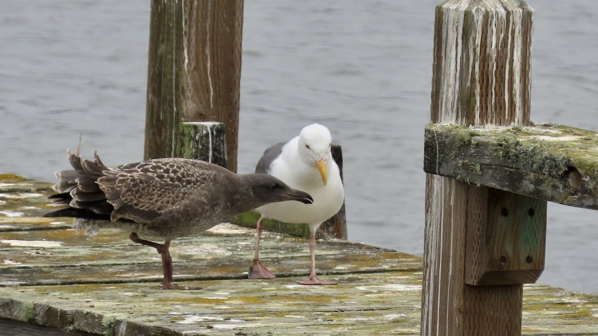 Western Gull - ML639619569