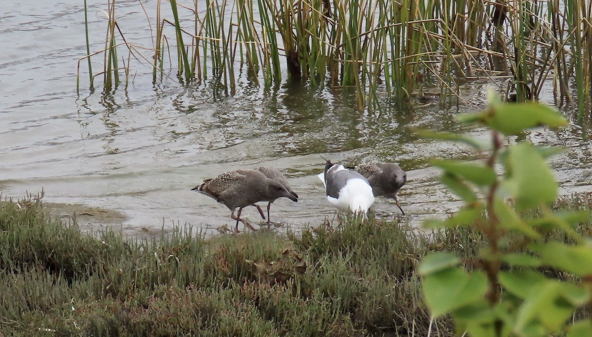 Western Gull - ML639619570