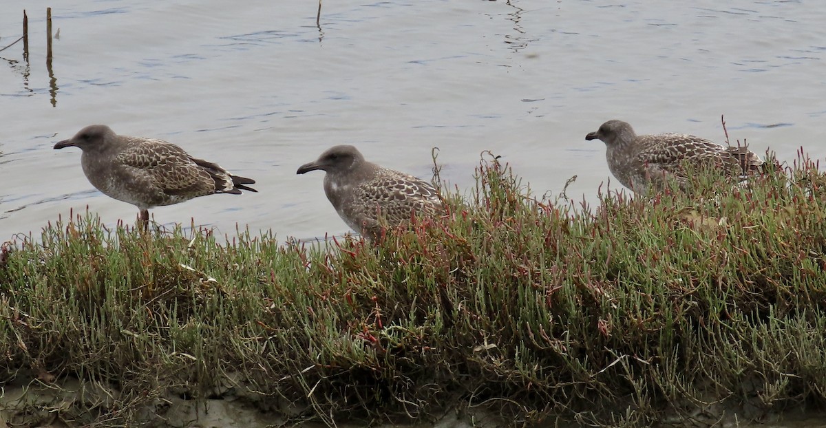 Western Gull - ML639619572