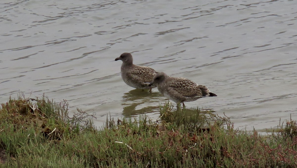 Western Gull - ML639619573