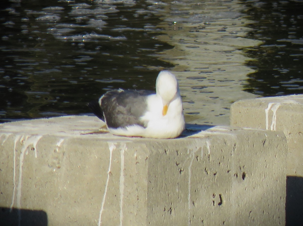 Western Gull - ML639619638