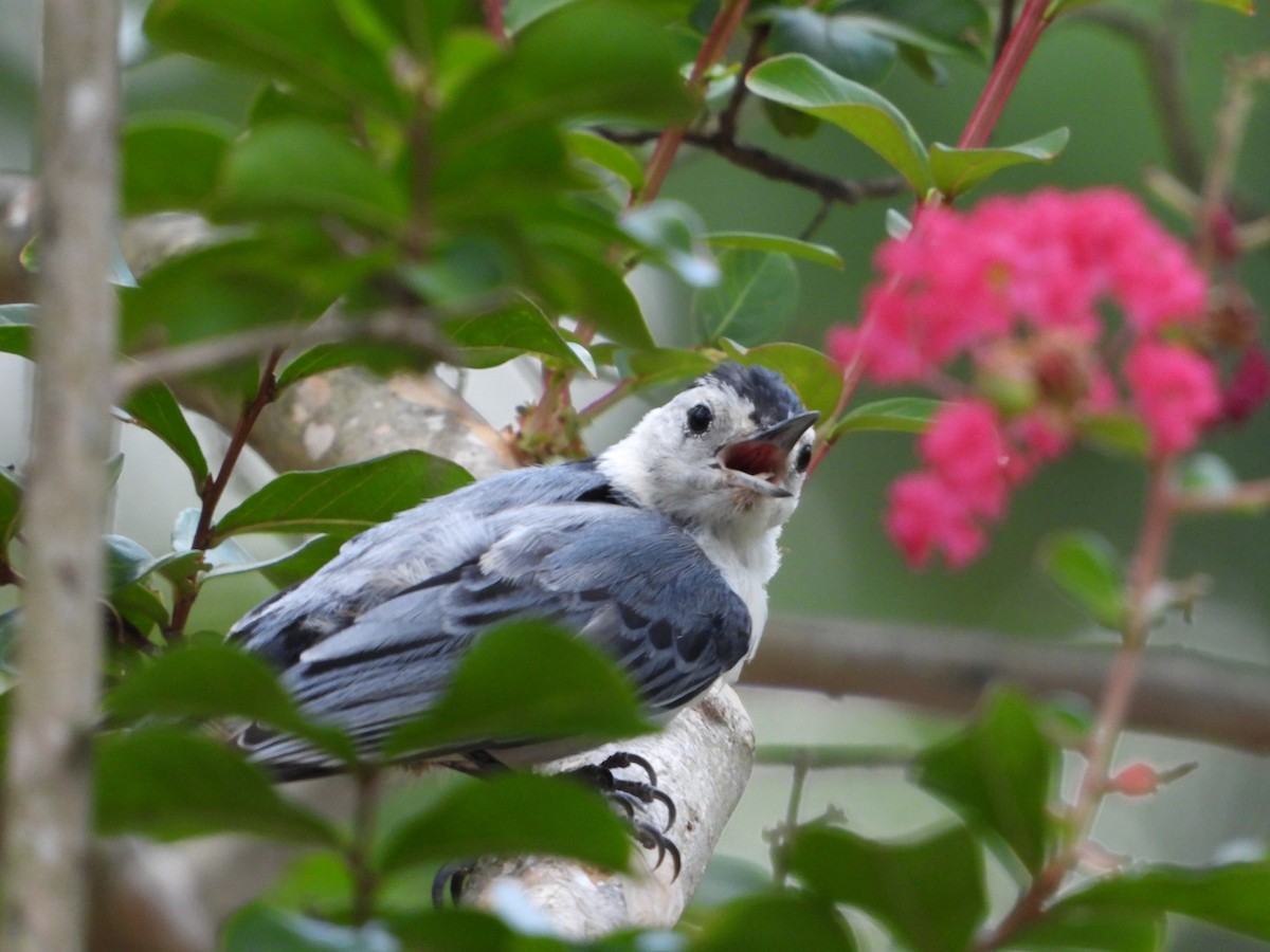 White-breasted Nuthatch - ML639619640