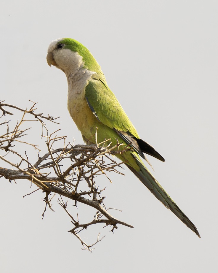Monk Parakeet - ML639619662