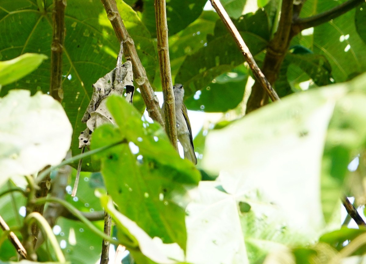 Green-backed Honeybird - ML639619719