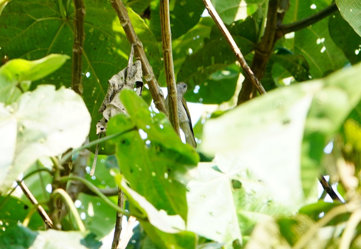 Green-backed Honeybird - ML639619720