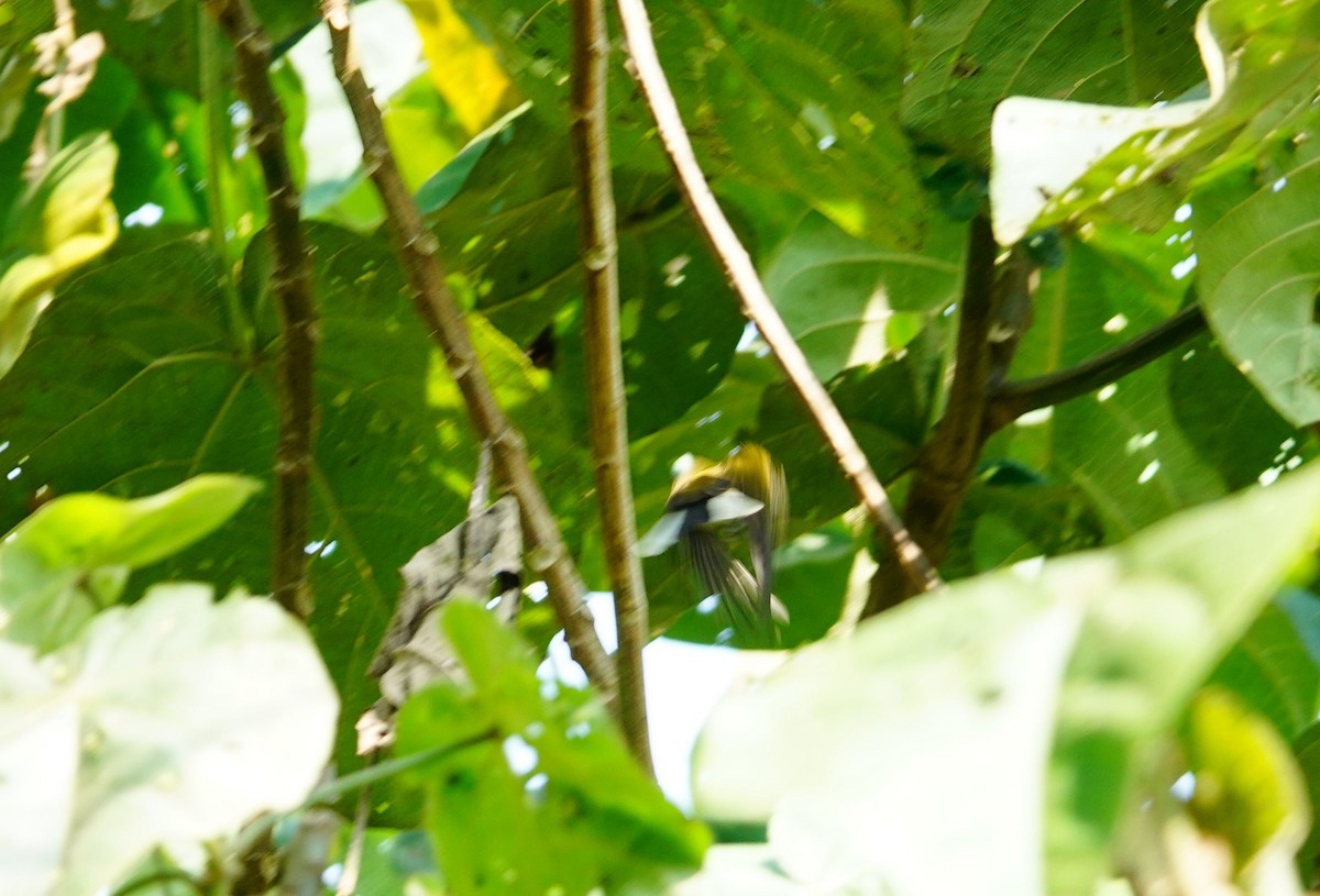 Green-backed Honeybird - ML639619721