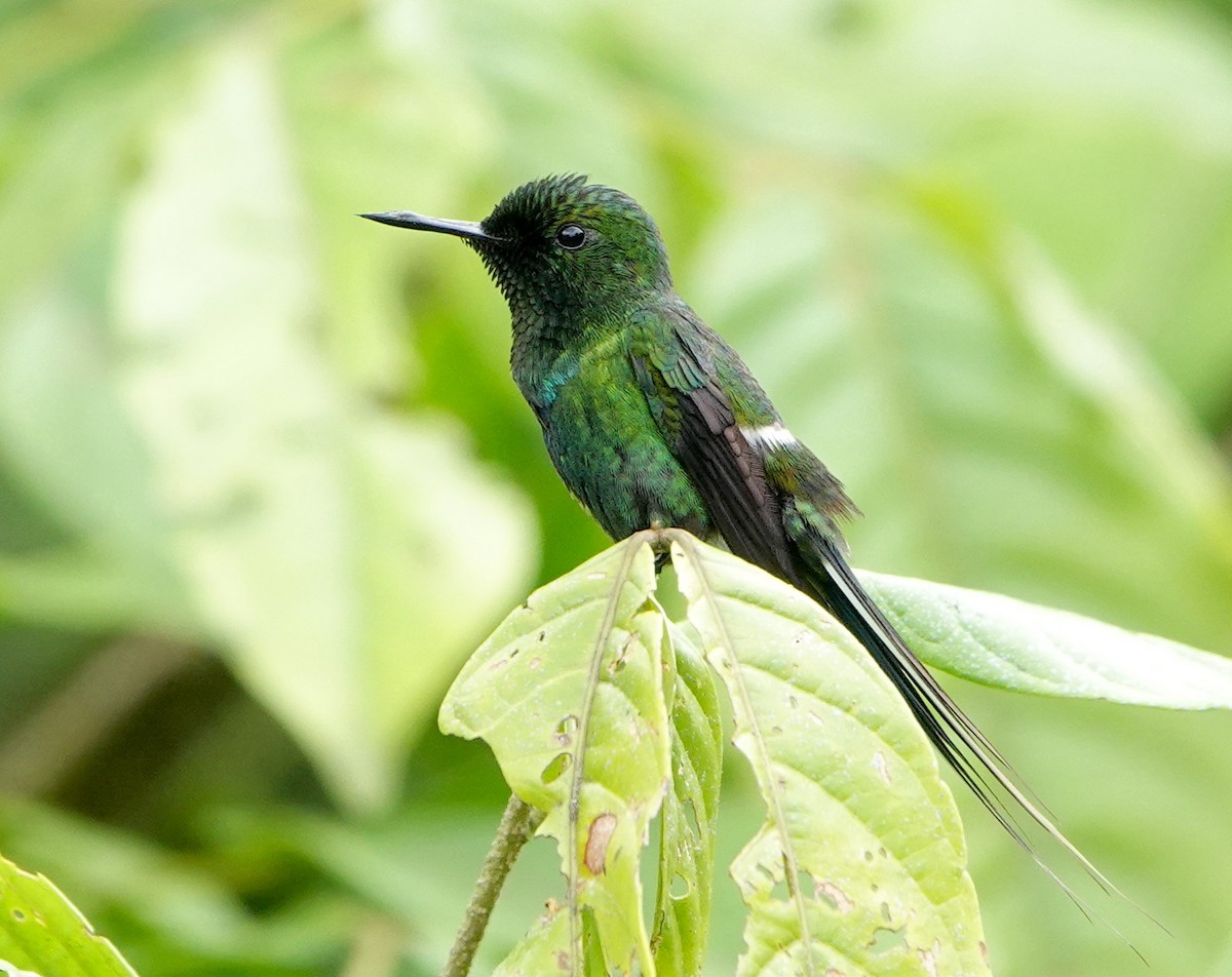 Green Thorntail - ML639619727
