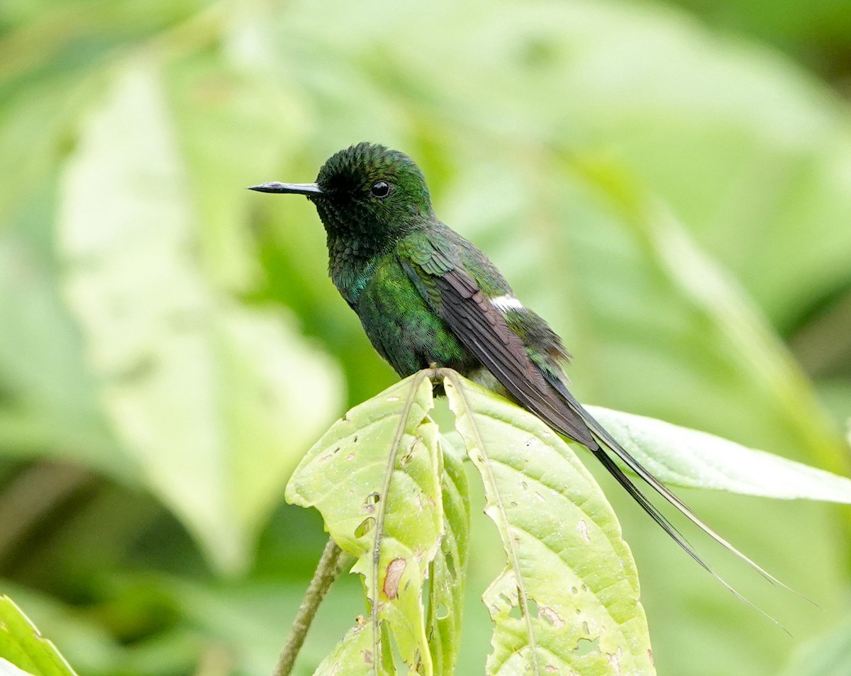 Green Thorntail - ML639619728