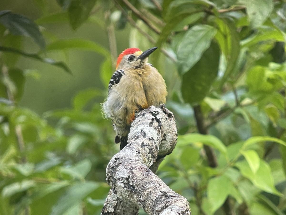 woodpecker sp. - ML639619749