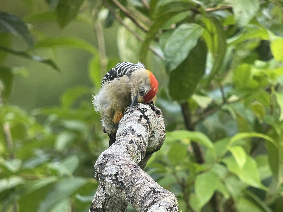 woodpecker sp. - ML639619751