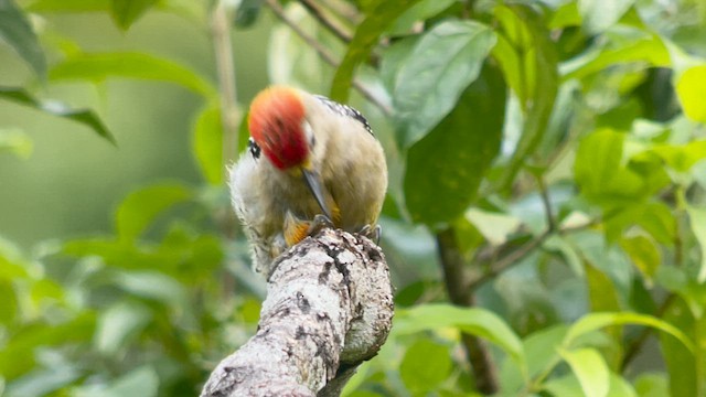 woodpecker sp. - ML639619755