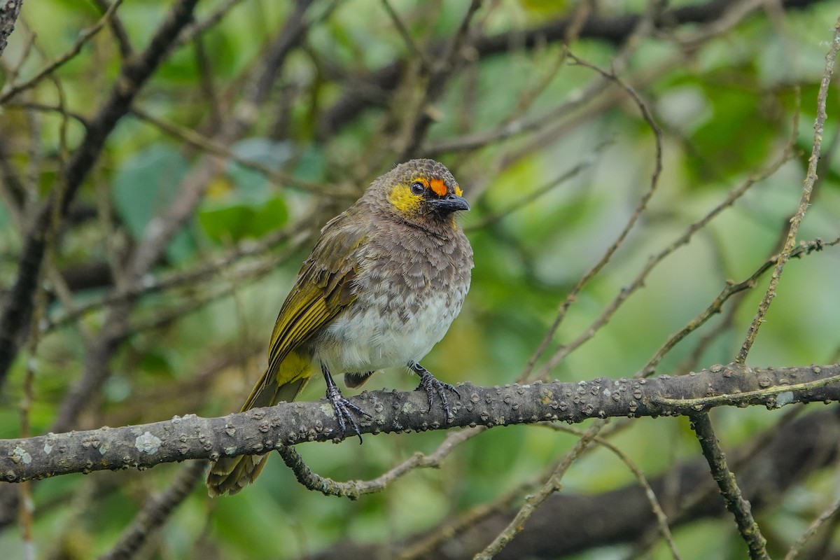 Orange-spotted Bulbul - ML639619772
