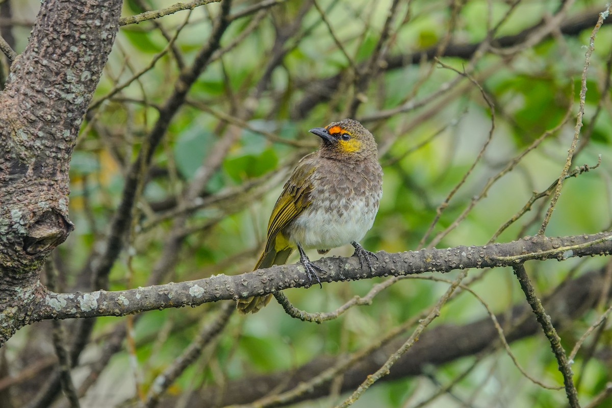Orange-spotted Bulbul - ML639619773