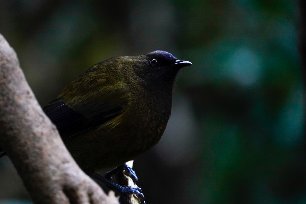 New Zealand Bellbird - ML639619896