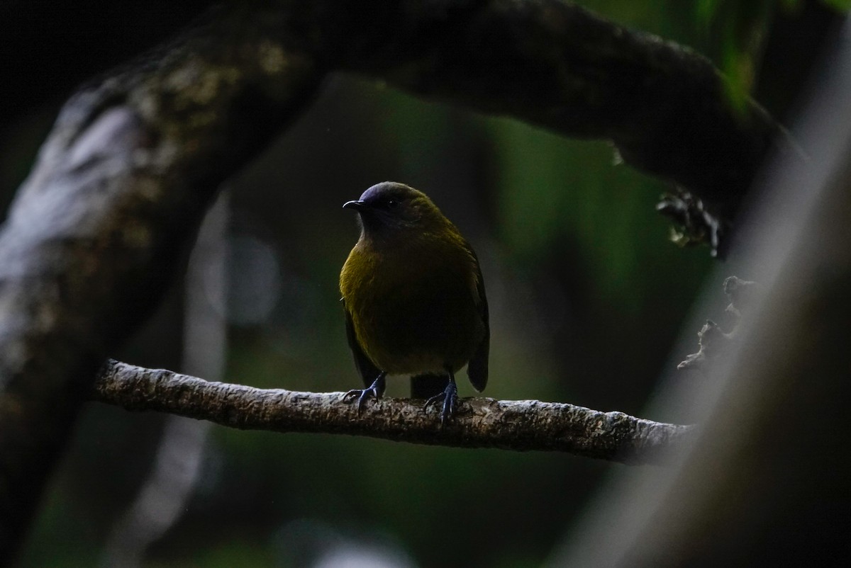 New Zealand Bellbird - ML639619897