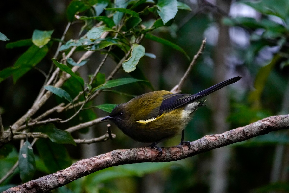 New Zealand Bellbird - ML639619899