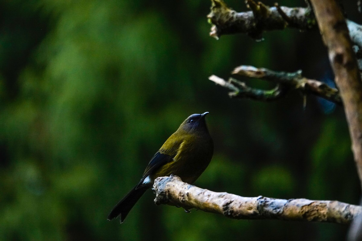 New Zealand Bellbird - ML639619901