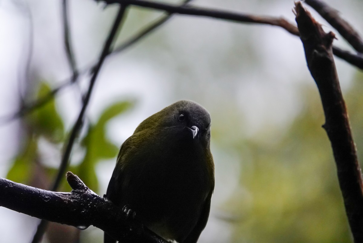 New Zealand Bellbird - ML639619902