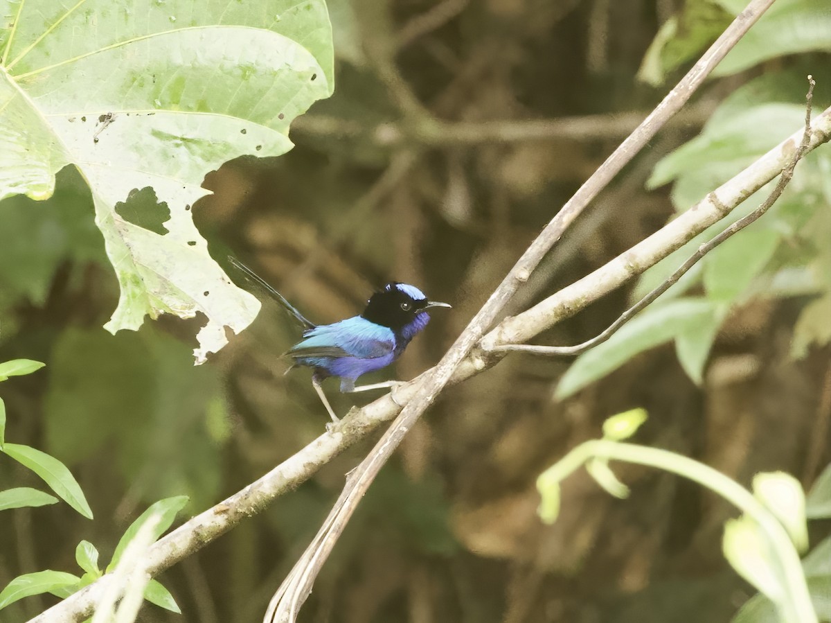 Emperor Fairywren - ML639619916