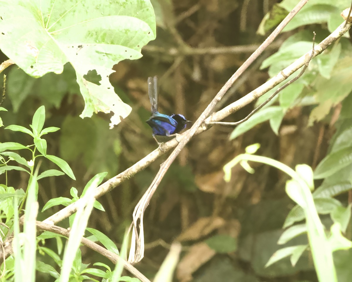 Emperor Fairywren - ML639619917