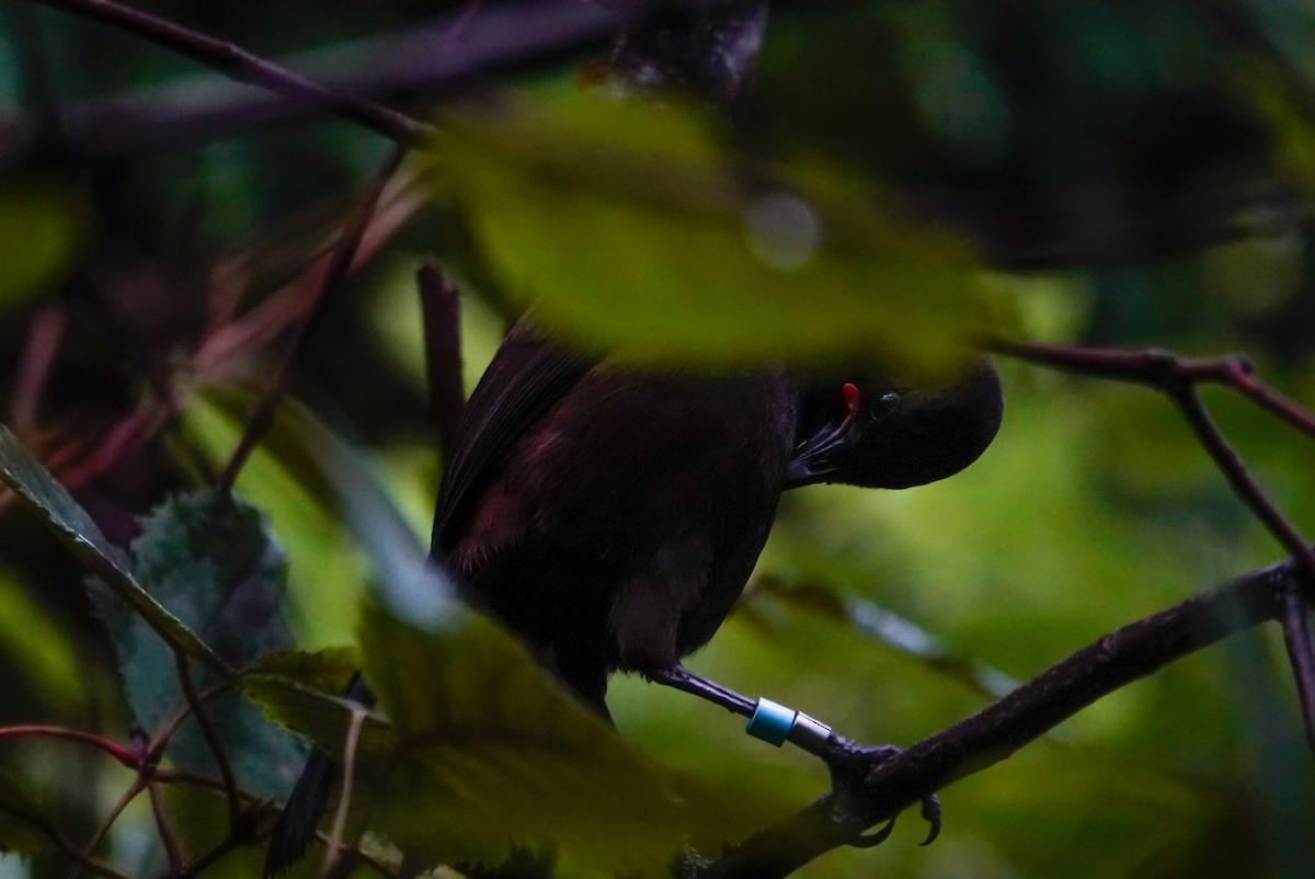 South Island Saddleback - ML639619978