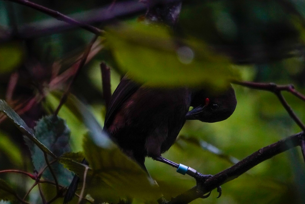 South Island Saddleback - ML639619979
